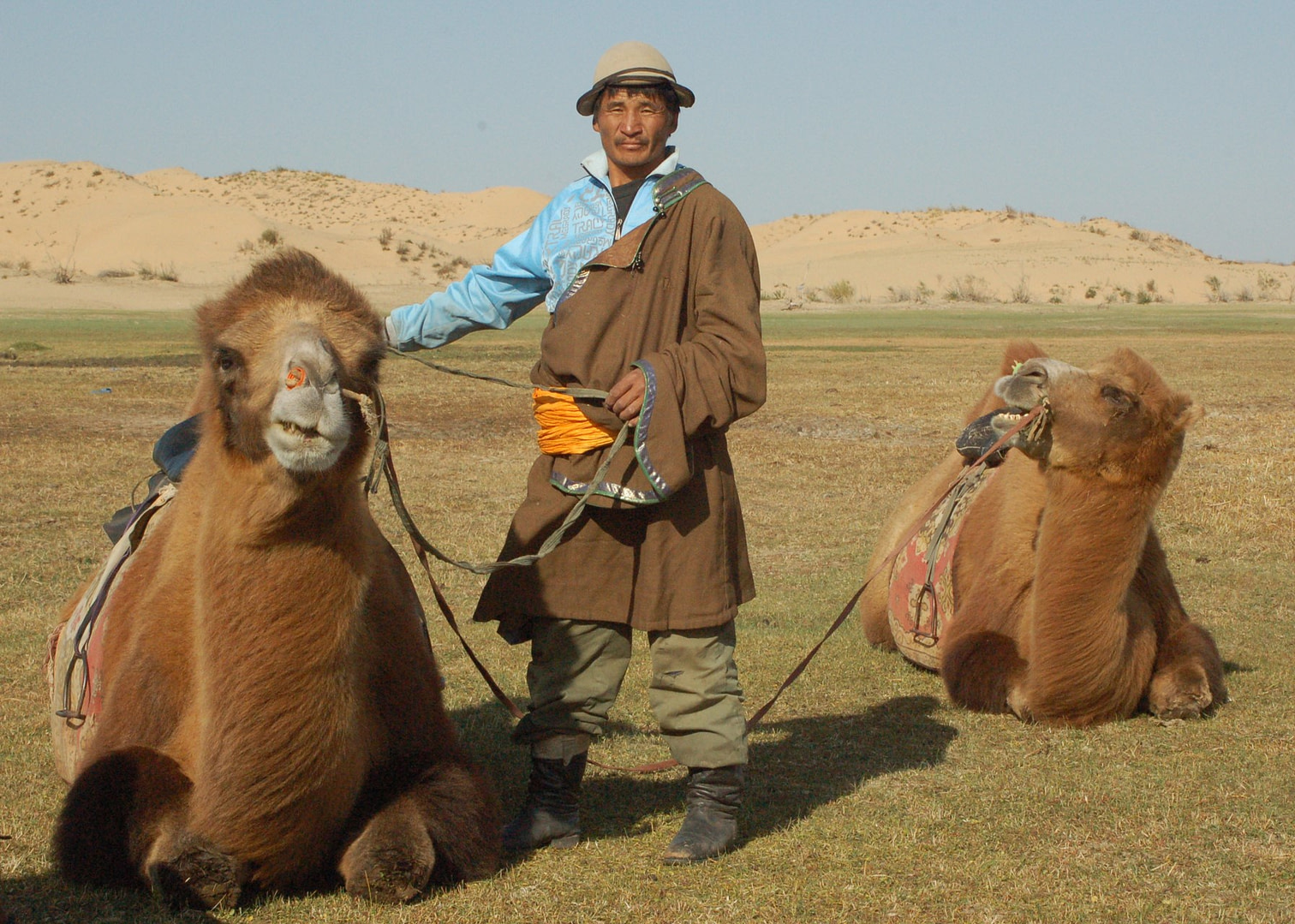 camel Mongolia