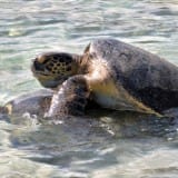 A Little Sea Turtle Action