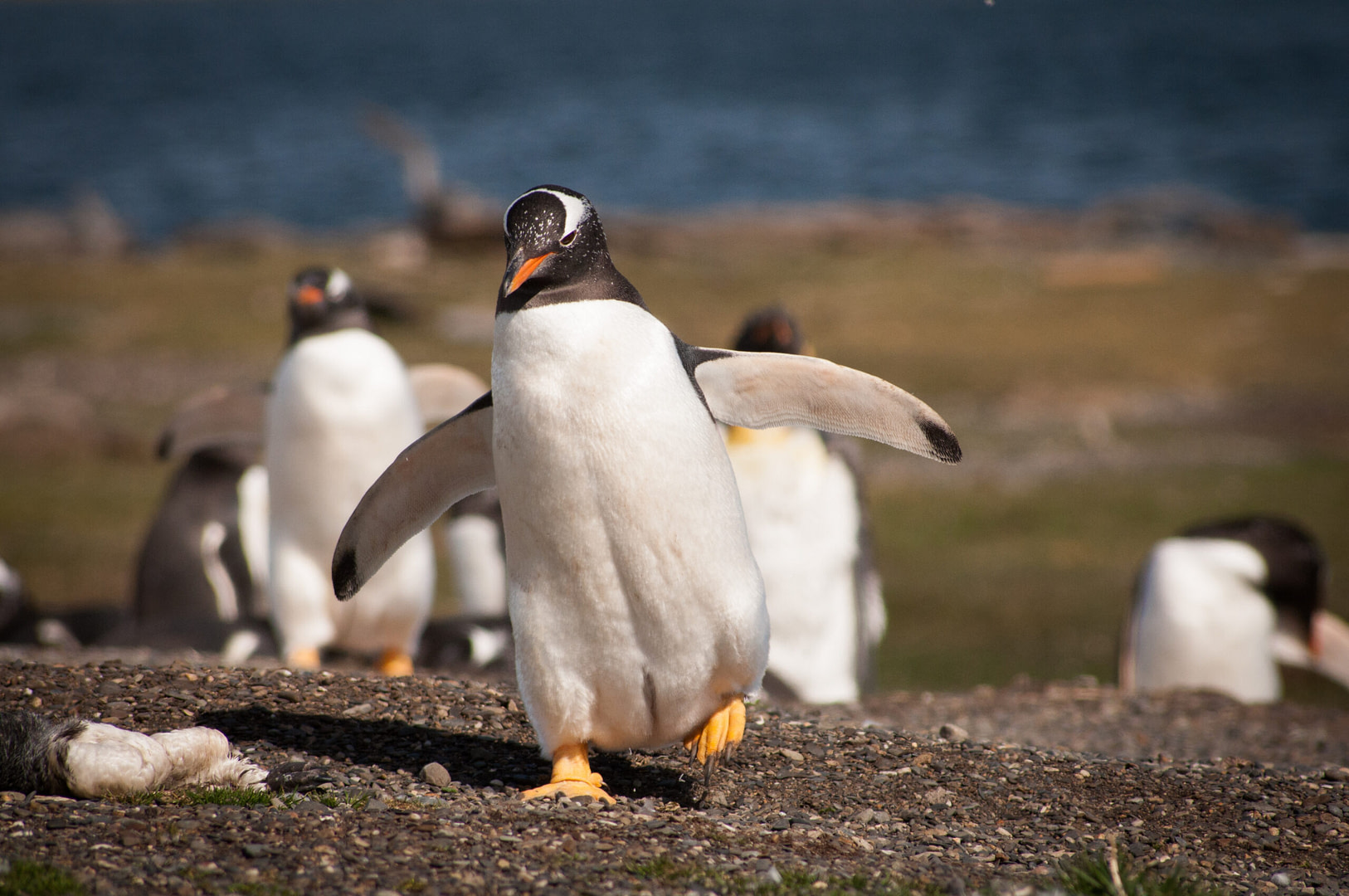 Argentina_Ushuaia_Beagle Channel_Penguins