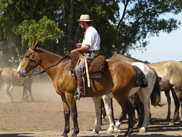 horses-Argentina