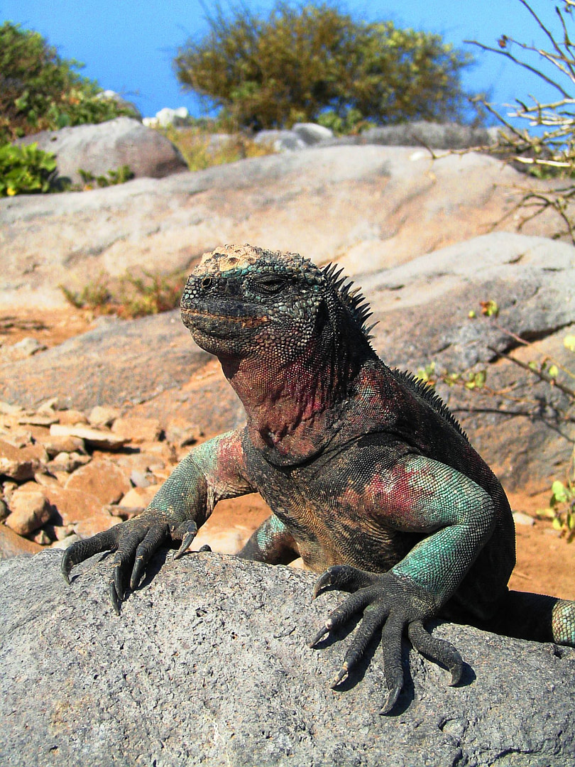 Day 6 Ecuador and the Galapagos