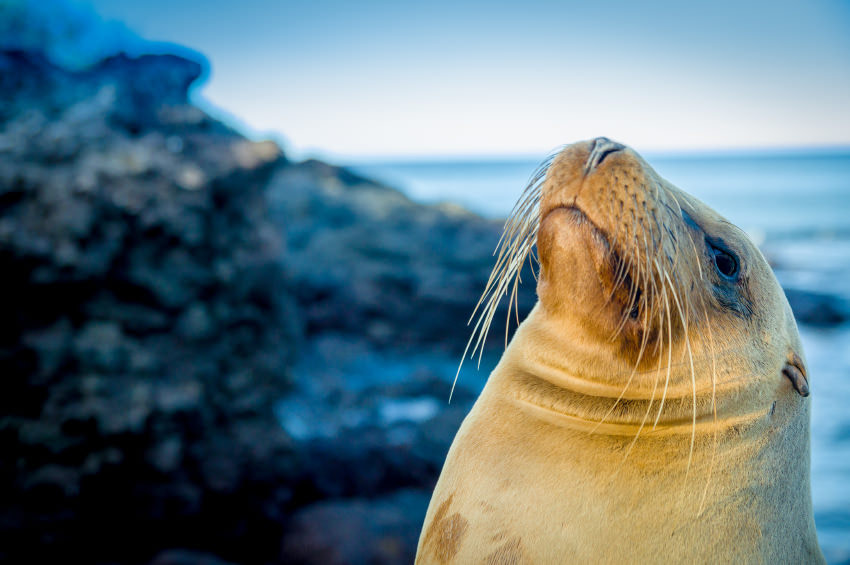 closeup portrait of sea lion's face looking up with sea on the backgroundgalapagos islands