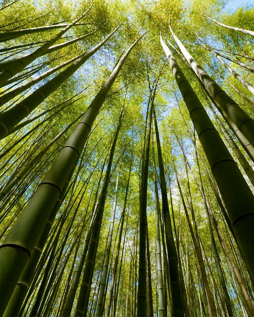 Bamboo Forest Japan