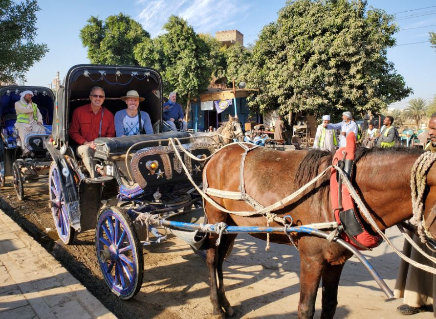 Egypt horses