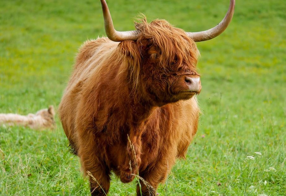 Scotland-beef