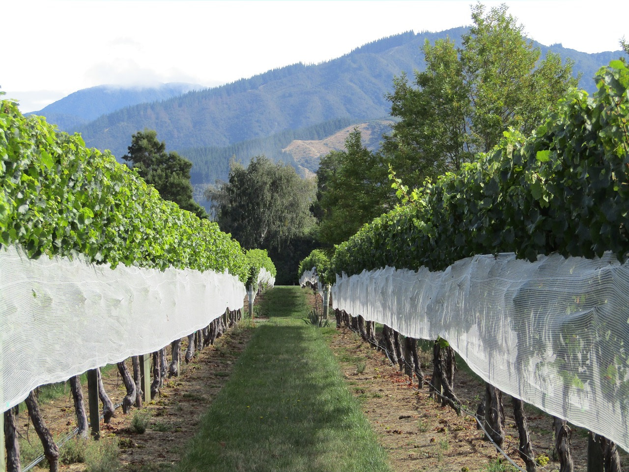 vineyard-New Zealand